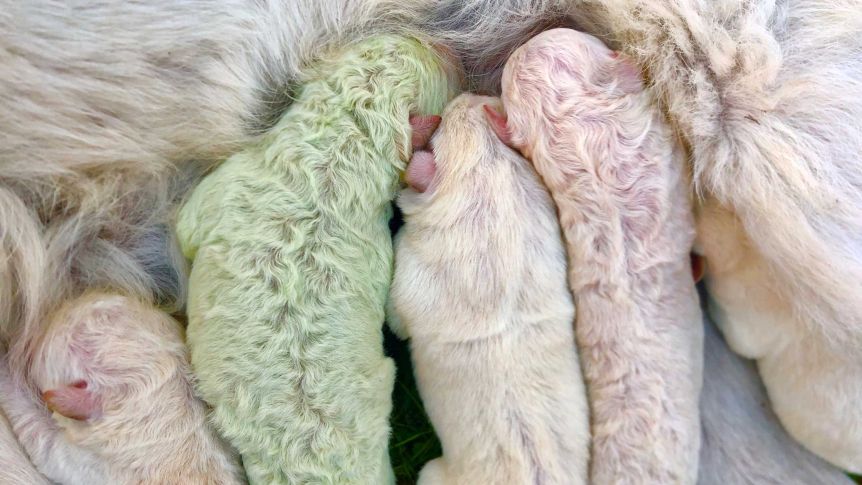 Pistachio-green-puppy